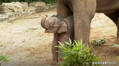 刚出生的大象就100斤,看看这个巨萌大象宝宝