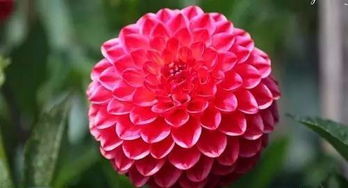 漳州的市花是什么花水仙花的象征意义,漳州三朵花是什么