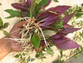 紫背天葵和血皮菜区别,血皮菜与花儿菜区别？