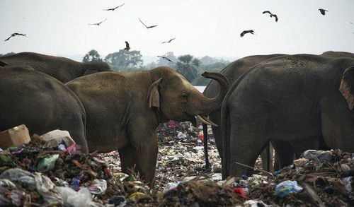 斯里兰卡野生大象被迫在垃圾堆里觅食,胃里都是塑料