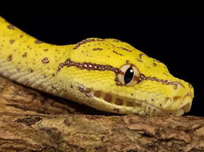 地球上最美丽的21种蛇,太吓人 你敢看吗
