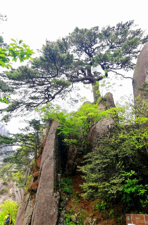 长在石头上的 黄山松 