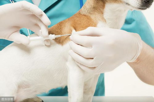 给狗狗打完疫苗后,你们有观察30分钟再离开宠物医院的习惯吗 