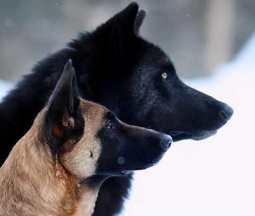 揭秘 狗跟狼的区别,不仅仅是性格问题