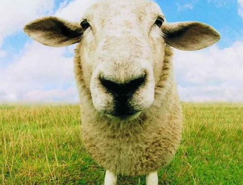 羊和属羊人能不能合作(属羊和属羊的可以合伙做生意吗?)