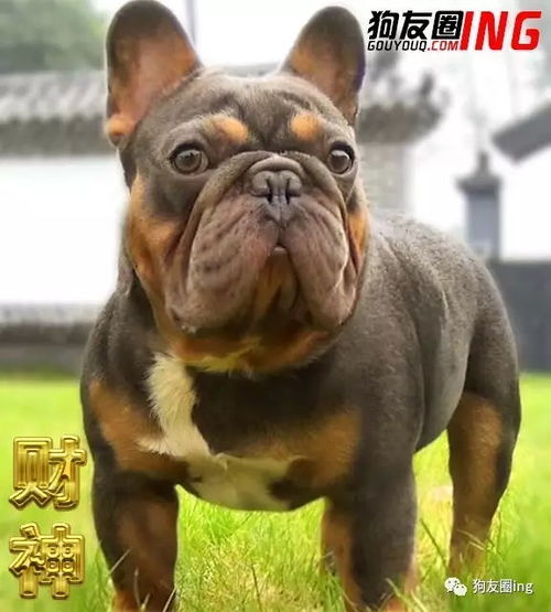 北京菩提犬业种公 基因如此强大,一窝幼犬皆为丁香包金 