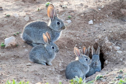 野兔在澳大利亚泛滥成灾,人兔大战150多年,人类还是输了