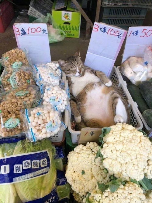 菜市场竟然可以买猫了 还是100块钱3条的那种