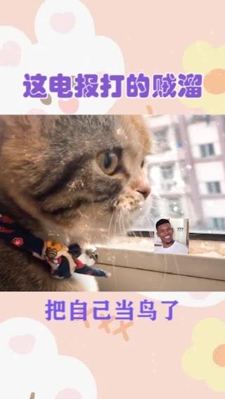 猫牌打字机了解一下 