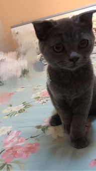 我这只猫是折耳吗 为什么英短蓝猫也会折耳 会有遗传病吗 