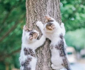 猫被困在树上怎么办 为什么猫咪不会下树 原来是这样 