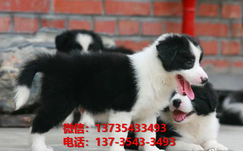 南京犬舍出售纯种边境牧羊犬七白三通边牧幼犬卖狗买狗地方在哪