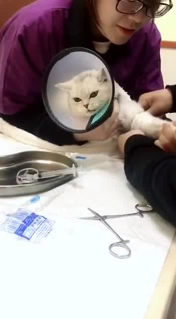 猫咪正在打针,医生的针还没有扎进去,它就做出了这样的动作 