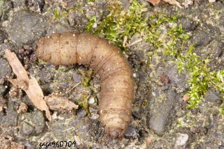 请问这个虫子叫什么名字 该虫子生长在山谷流水的浅水石头下面 