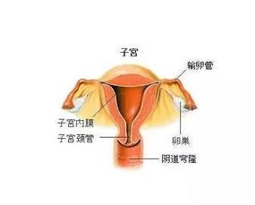 子宫内膜异位症能自然怀孕吗，能试管助孕吗？