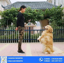 训犬师培训 北京训犬师培训学校 金吉宝 优质商家 