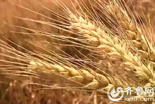 山东莱州一村民小麦疑遭 投毒 12亩地颗粒无收 
