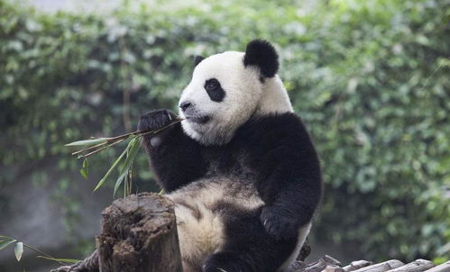 熊猫的祖先是什么动物 居然是可怕的食肉兽,太丢熊了