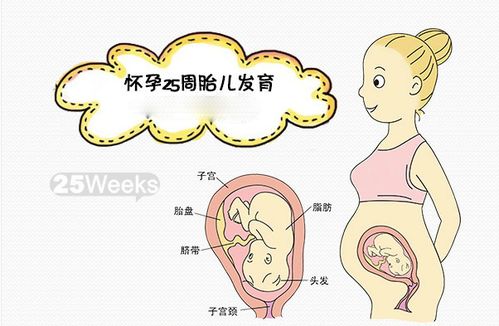 怀孕七个月宝宝发育标准 怀孕七个月如何补充营养 生男生女帮 