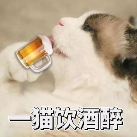 春节酒驾查不停 猜猜会有 醉猫 落网吗