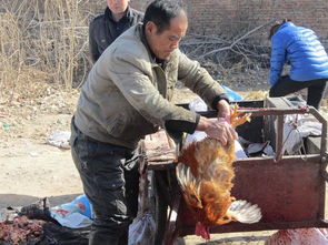 济南章丘埠村年集上,人们排队杀鸡 杀鸡的人忙坏了 