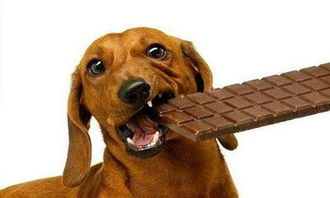 狗狗为什么不能吃巧克力 为什么狗狗不能吃巧克力