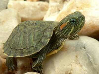 巴西龟怎么养才不会死
