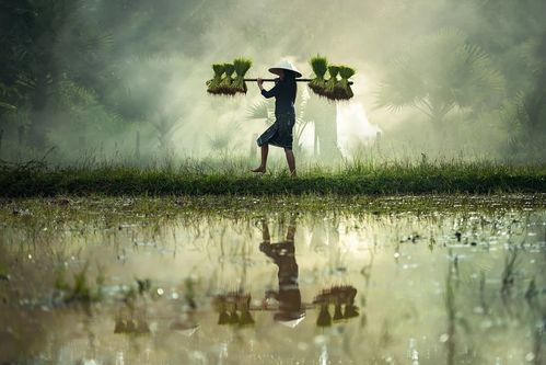 谷雨节气的三候是什么