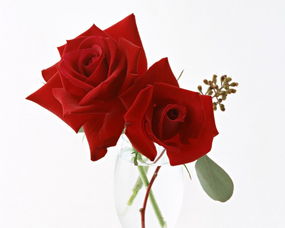 几朵玫瑰代表感谢老师 21朵玫瑰花的含义和代表什么
