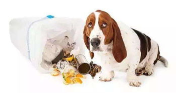 你知道吗 如果狗狗喜欢去翻垃圾的话,是有这几个原因的