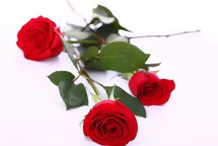 不同颜色的玫瑰花代表什么意思,各种不同颜色的玫瑰各自代表什么意思??