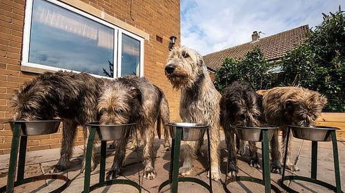 英国夫妇养13只狗,经常带狗狗去酒吧嗨,还配有独立厨房和卫生间
