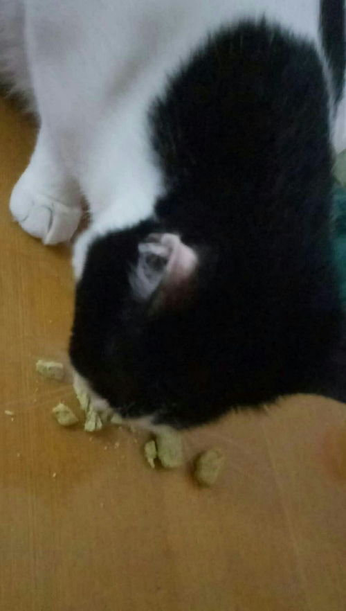 新买的猫饼干,十五还挺喜欢吃 