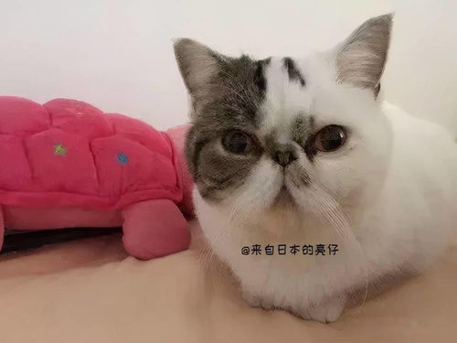 亮仔丨日本小伙在中国的养猫趣事