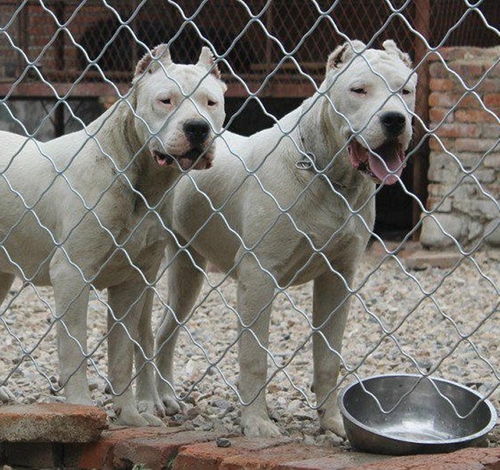 铜陵纯种杜高犬幼犬的价格杜高犬适合家庭饲养吗杜高犬怎么训练捕猎 