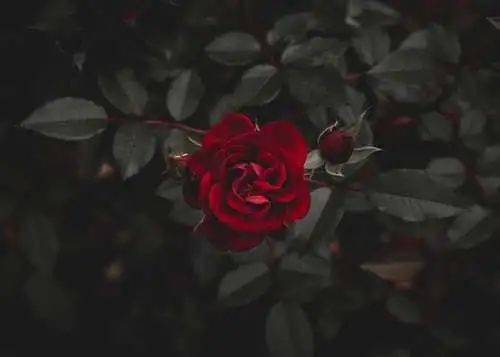 关于玫瑰花刺的诗句