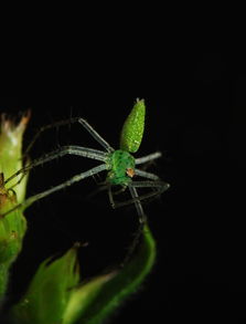 绿色小蜘蛛