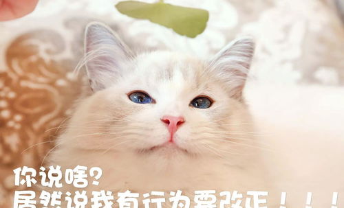 猫咪为什么喜欢把桌上的东西推下去