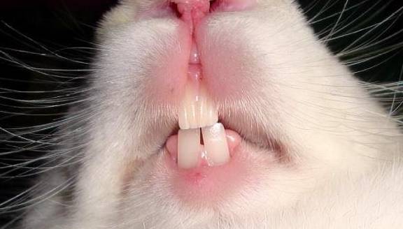 牙齿最少的动物(世界上牙齿最少的动物是什么动物?)