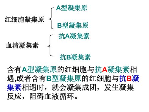 4.4输血与血型 