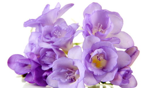 3种 仙女花 ,开花漂亮仙气十足,是花卉中的 公主 ,美极了 