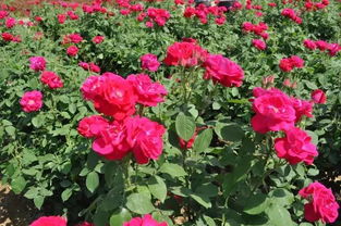 玫瑰花喜阴还是喜阳光的植物,种植玫瑰花对土壤的要求有什么
