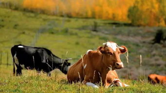 牛是怎么死的 看懂了思想至少成熟30年 