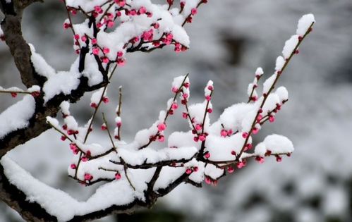关于花与雪的诗句有哪些