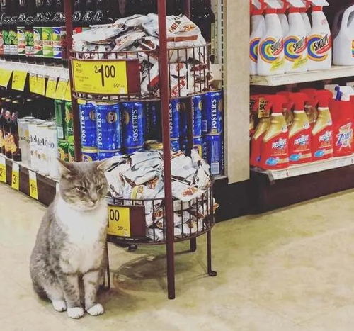 猫咪每天引导客人去店里消费,不想工作就 撩 妹子,喵生真完美