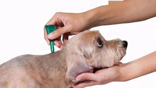 兽医提醒 养狗必备的5类药物,你准备上了吗