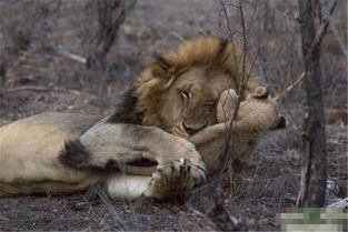 雄狮睡觉小狮子就围在一旁,等雄狮醒来立刻扑了上去,其乐融融 
