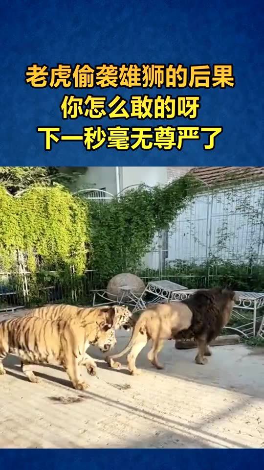老虎偷袭雄狮,狮子迅速发动反击 