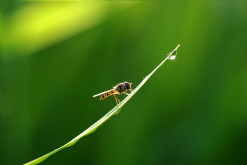 下大雨蚜虫会死吗 为什么蚜虫下雨后会死亡
