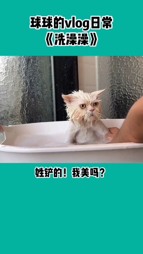 猫咪洗完澡哦 